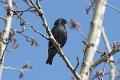 Sturnus vulgaris