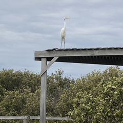 Ardea alba