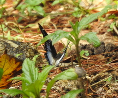Charaxes