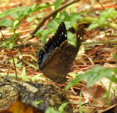 Charaxes