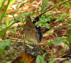 Charaxes