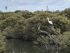 Ardea alba