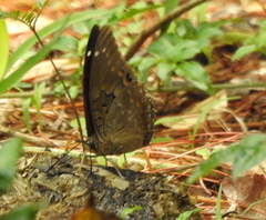 Charaxes