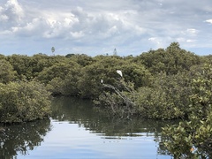 Ardea alba
