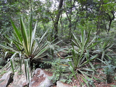 Furcraea