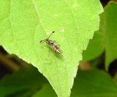 Diasemopsis aethiopica