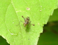 Diasemopsis aethiopica