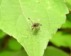 Diasemopsis aethiopica