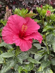 Hibiscus