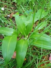 Allium ursinum