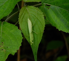 Miomantis