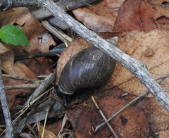 Lissachatina glutinosa