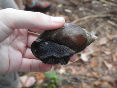 Lissachatina glutinosa
