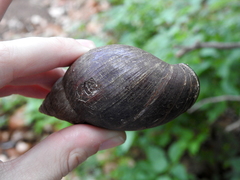 Lissachatina glutinosa