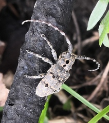 Mesosa curculionoides