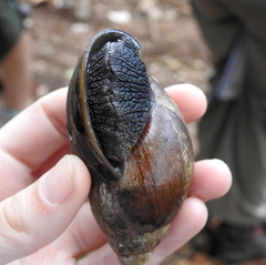 Lissachatina glutinosa