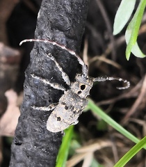 Mesosa curculionoides