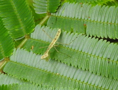 Miomantis