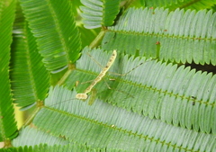 Miomantis