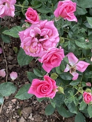 Rosa