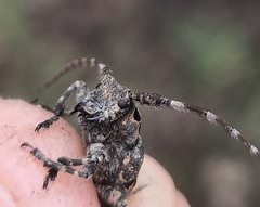 Mesosa curculionoides