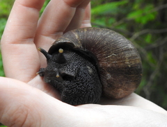 Lissachatina glutinosa