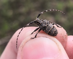 Mesosa curculionoides