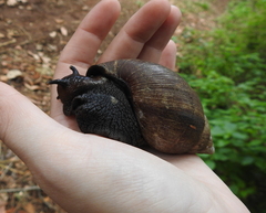 Lissachatina glutinosa