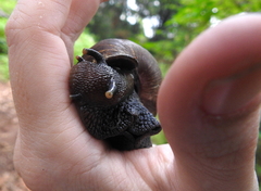 Lissachatina glutinosa