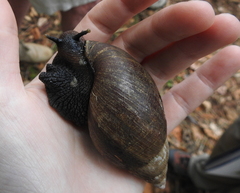 Lissachatina glutinosa