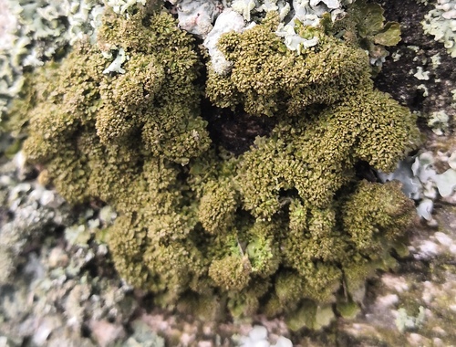 Lustrous Camouflage Lichen