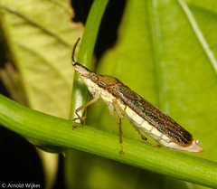 Raphirhinus phosphoreus