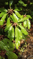 Daphniphyllum macropodum