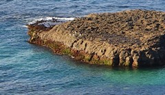 Phalacrocorax fuscescens