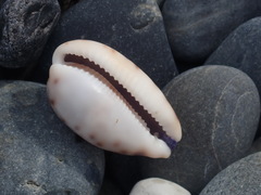 Talostolida pellucens