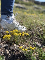 Odontarrhena obtusifolia