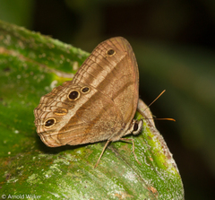 Cissia