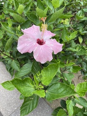 Hibiscus