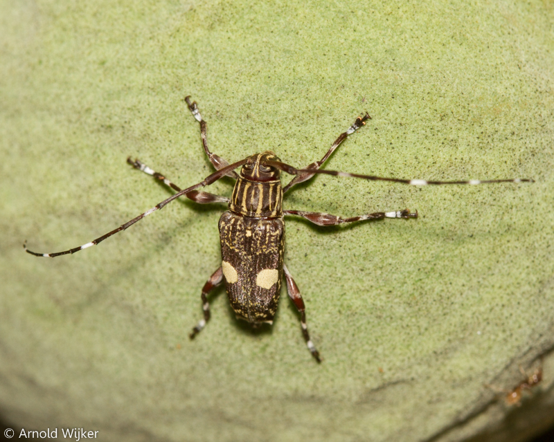 Colobothea sejuncta