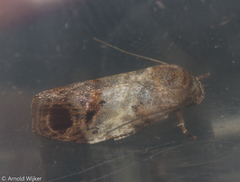 Chlamydastis deflexa