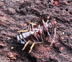 Nalassus dermestoides