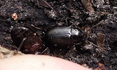 Nalassus dermestoides