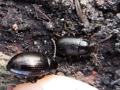 Nalassus dermestoides