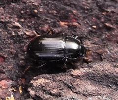 Nalassus dermestoides