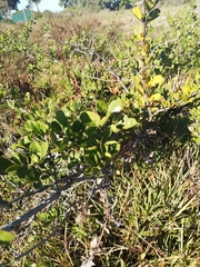 Searsia laevigata laevigata