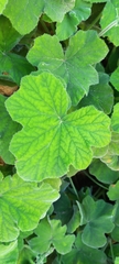 Pelargonium tomentosum