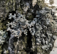 Pseudevernia furfuracea