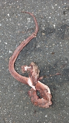 Oreocryptophis porphyraceus