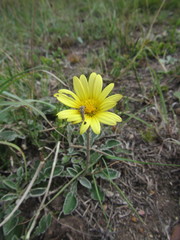 Haplocarpha lyrata