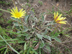 Haplocarpha lyrata